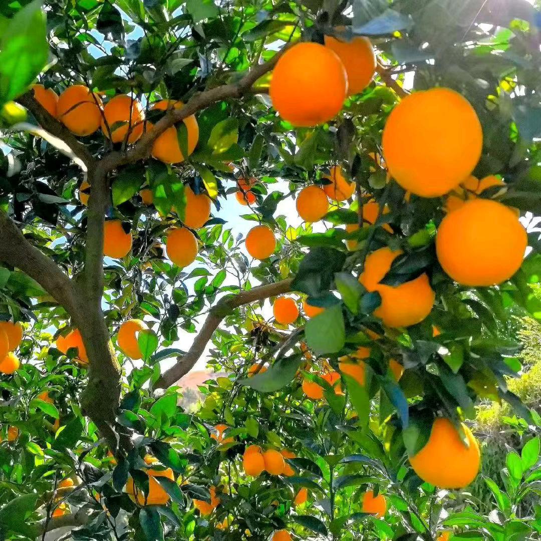 星愿水果园🍉🍇🍒🍓🍌🍑🥝