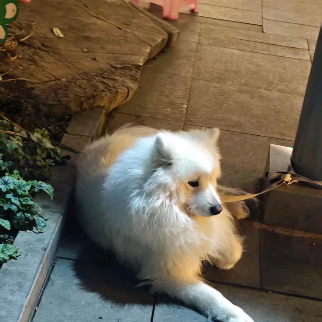 贝贝
