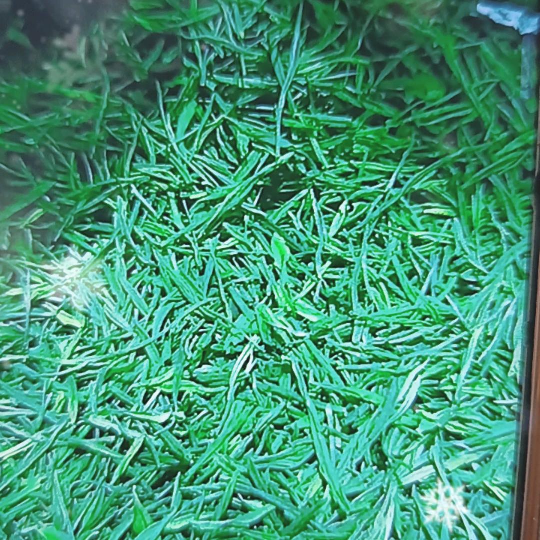 惜缘振国一品茶
