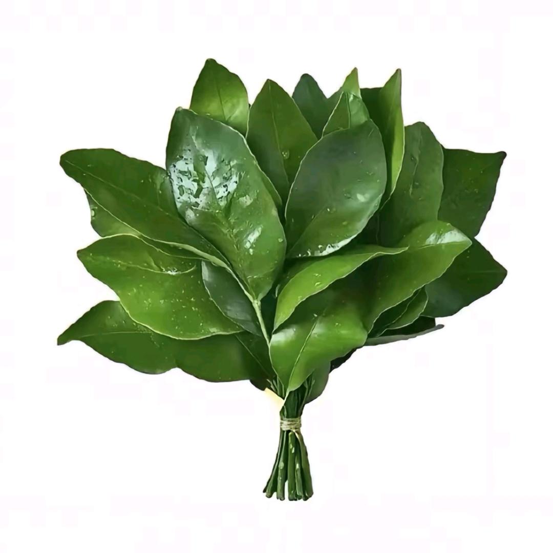 樟燃