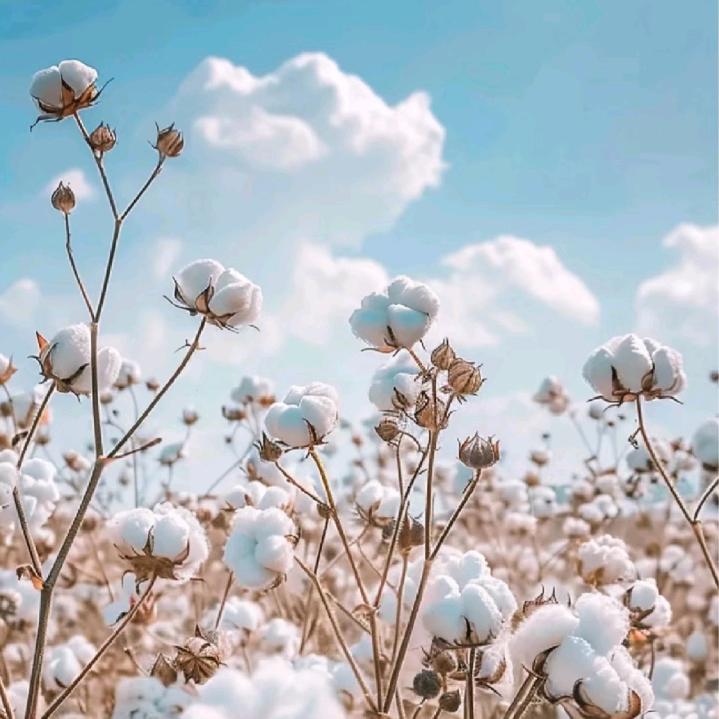 种棉花的小小农