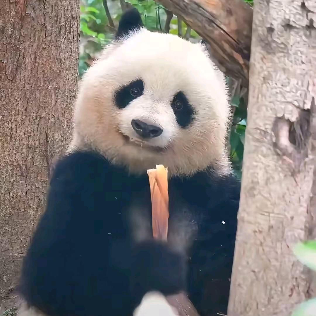 飞哥