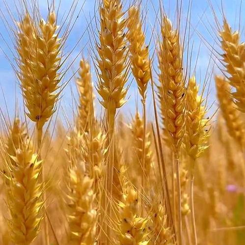 阳光下的向日葵