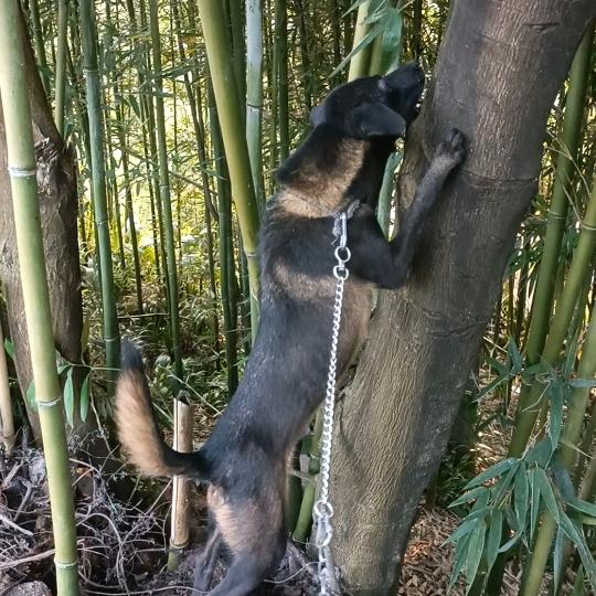 峨眉犬-------