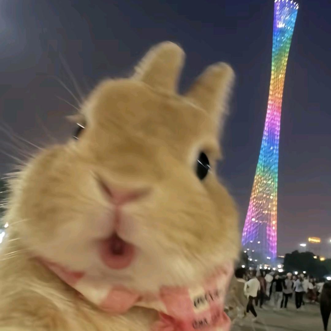兔兔环游记
