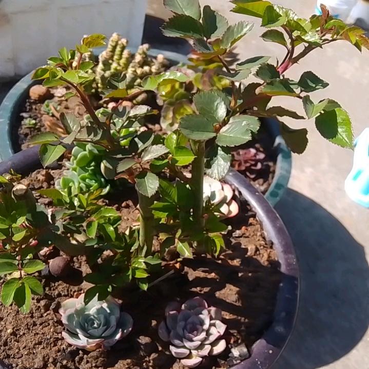 长江后浪推前浪@能否一起处对象