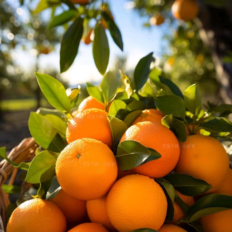霖歌（酒廊情歌）