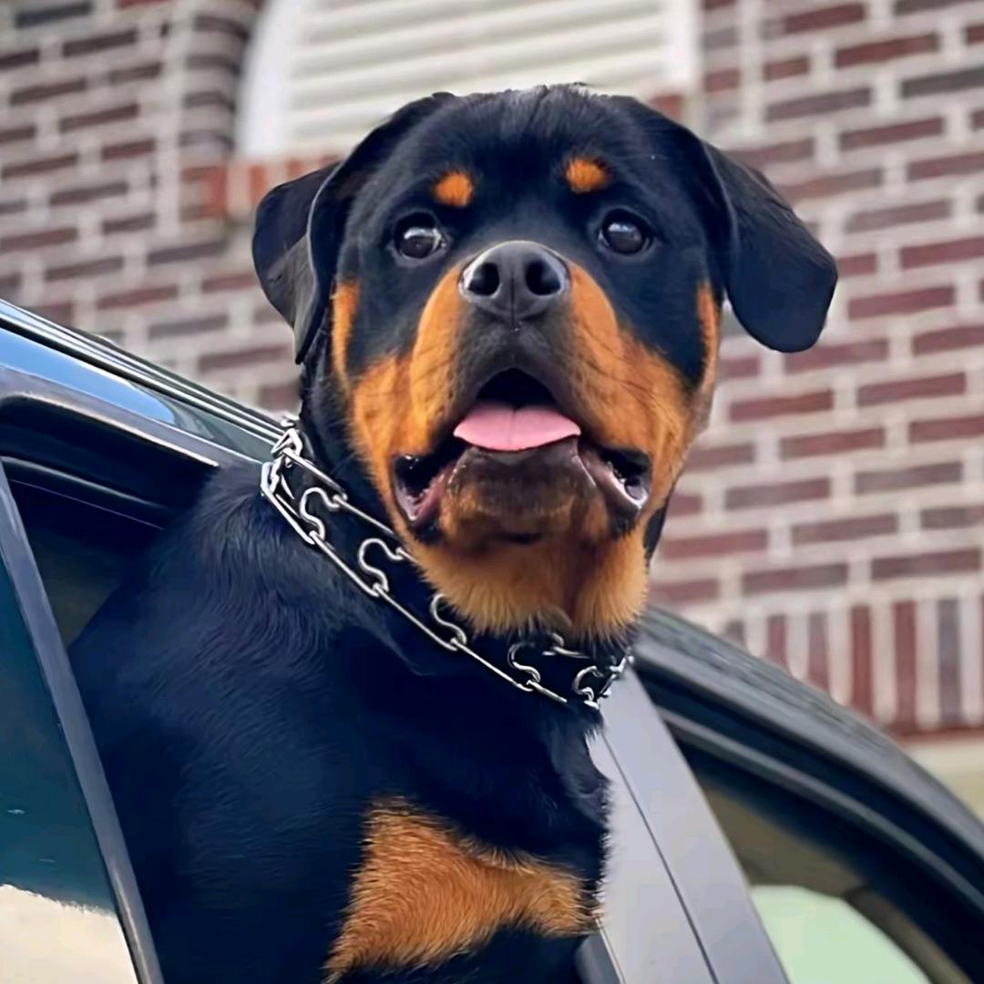 贵州金拓犬业