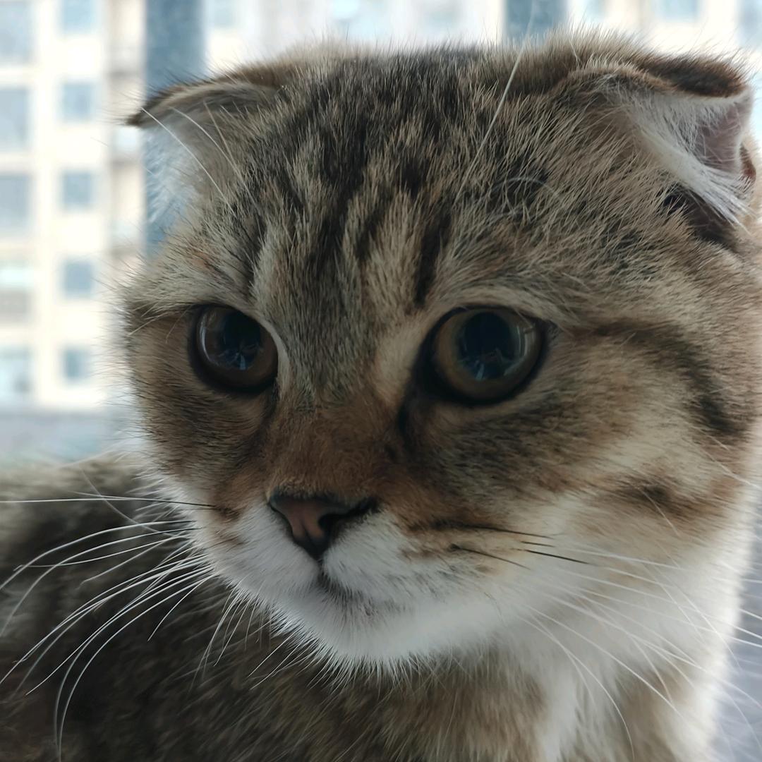 猫咪大王