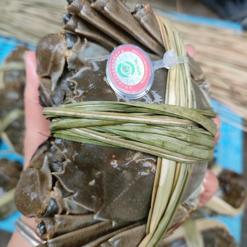 兴化红膏大闸蟹(征)