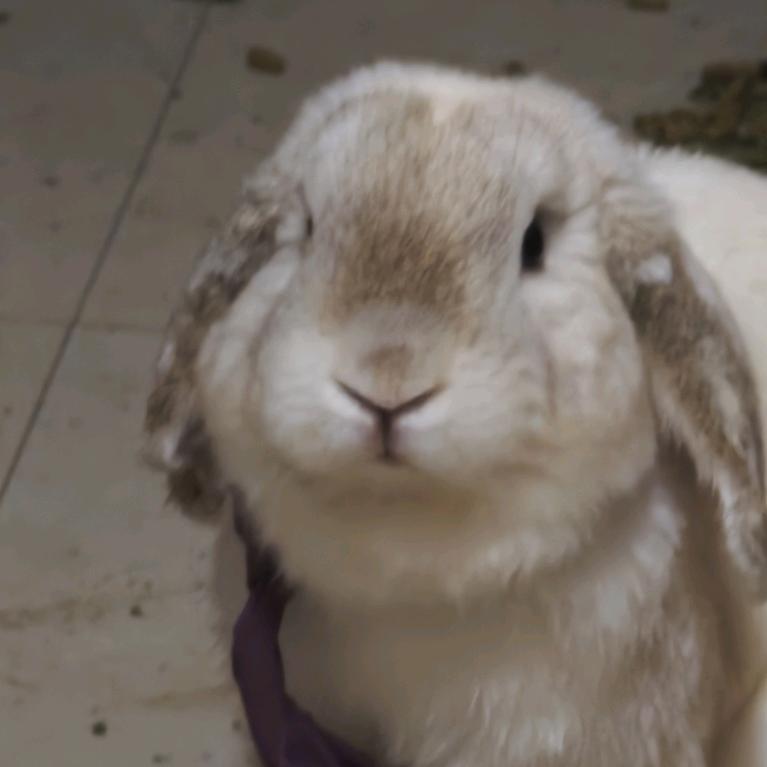 兔子大王