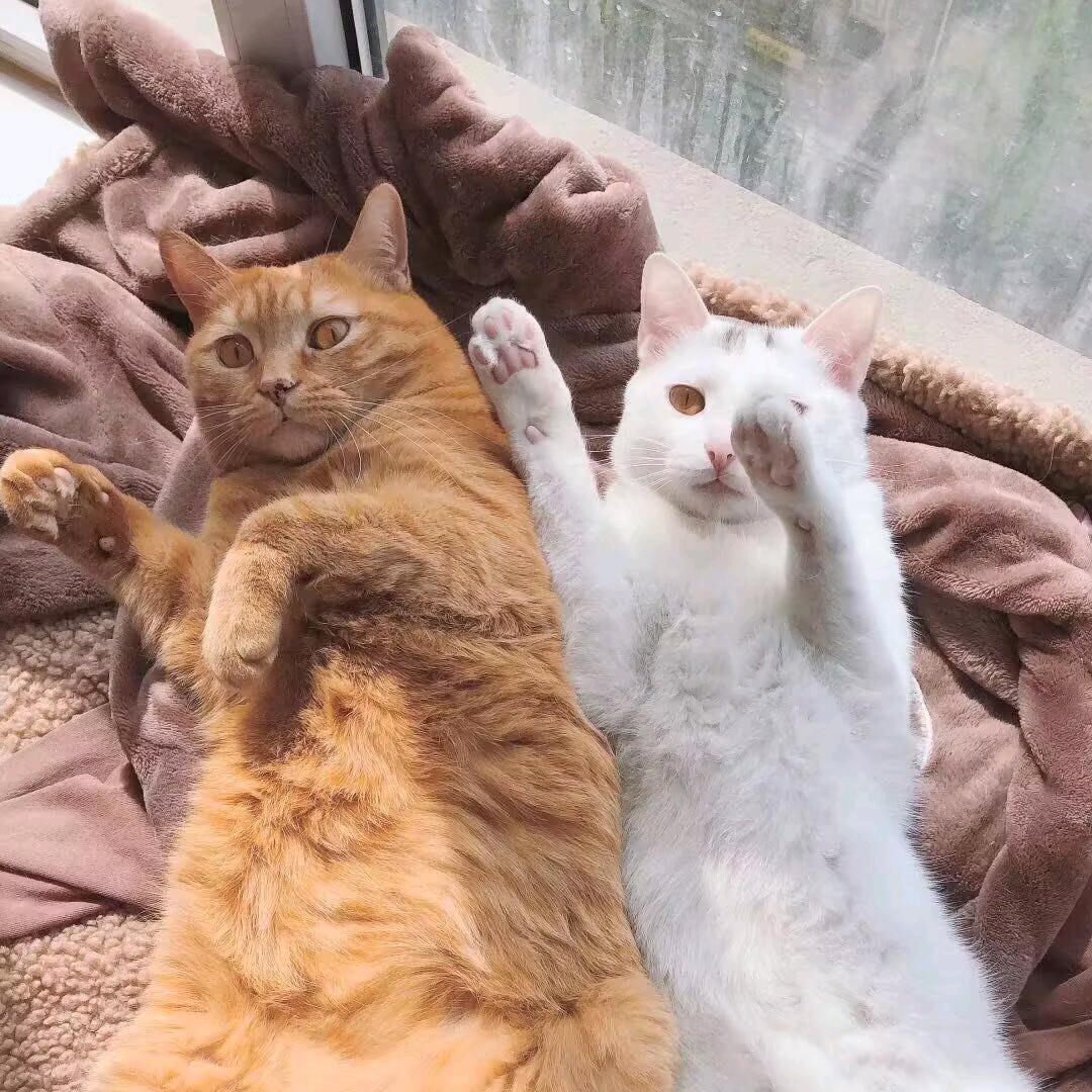 橘和白喵喵