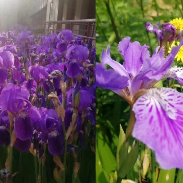 顺其自然的花🌻🌻🌻🌻