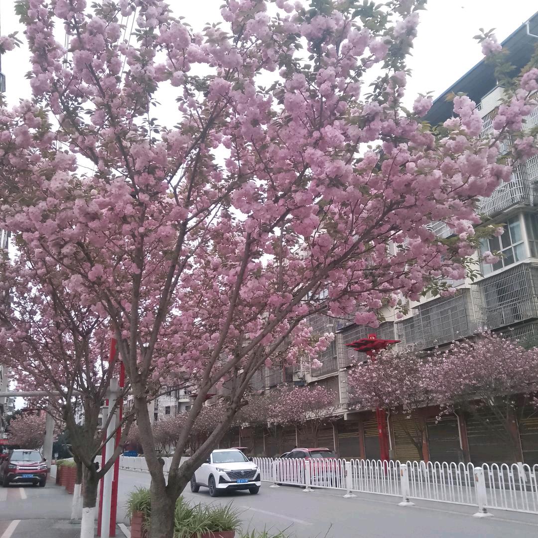 陈庆霞