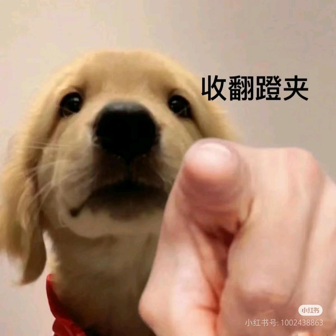 心碎小狗