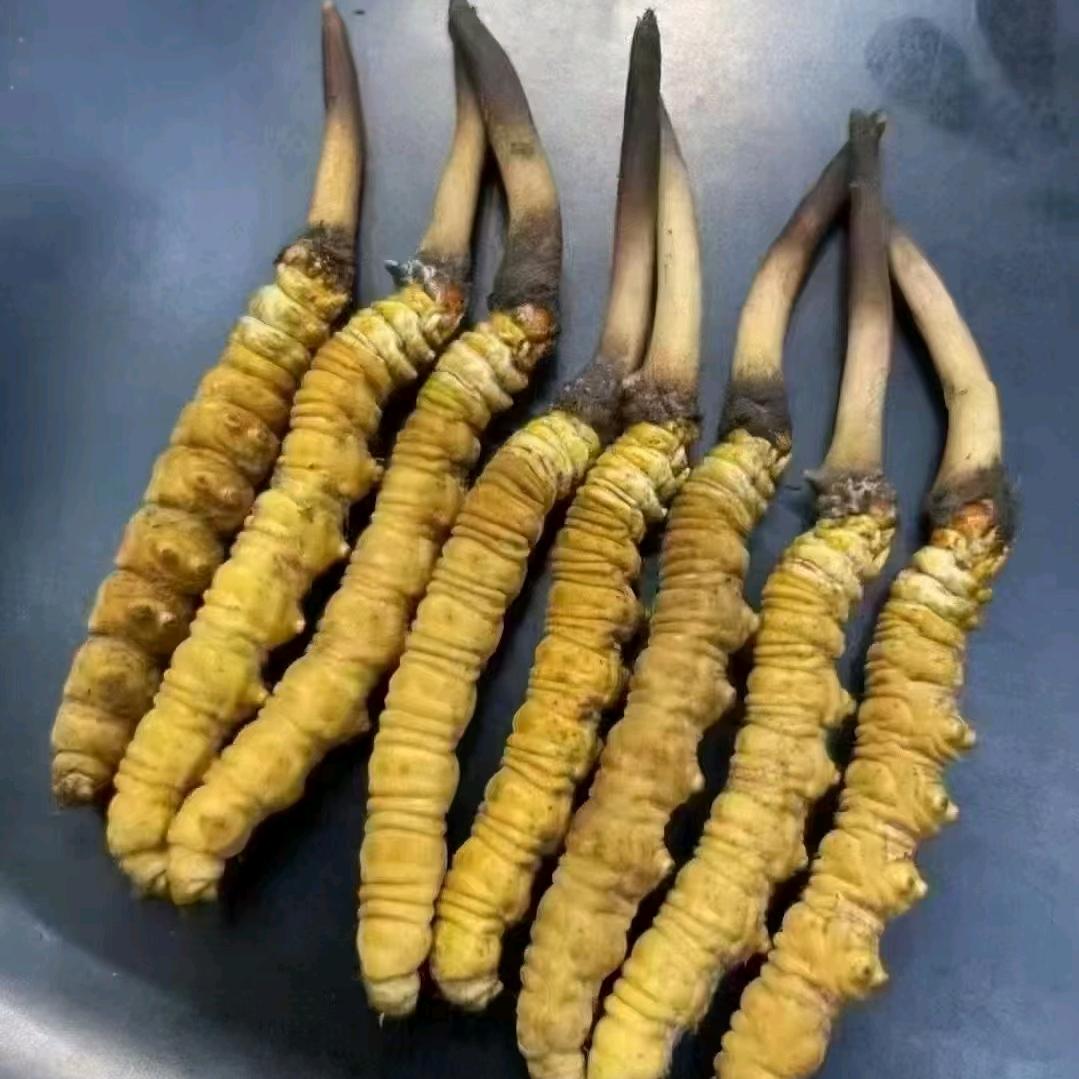 收草阿哥