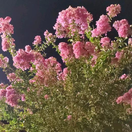 ও🕊随ꦿꦼ遇᭄而꧔ꦿ安࿐้