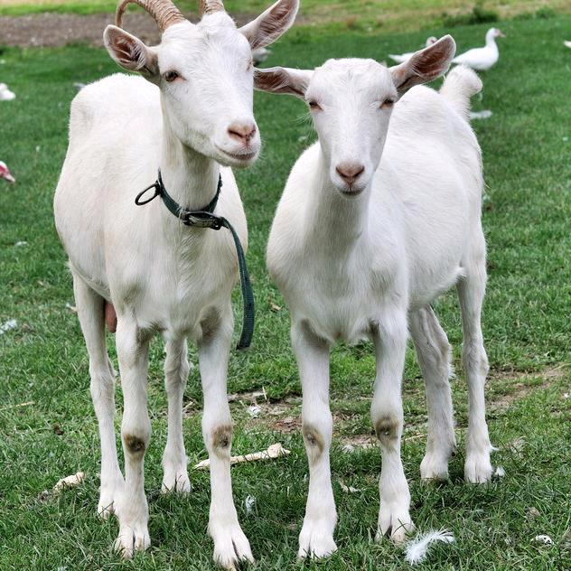 🐑🐑🐑😂᭄