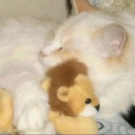 冬绵（相遇版）