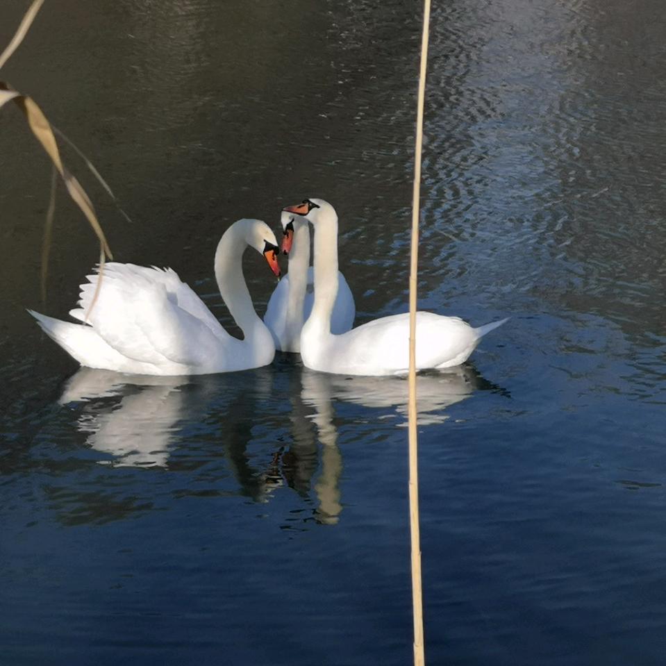 🧣🧣秀秀安呀