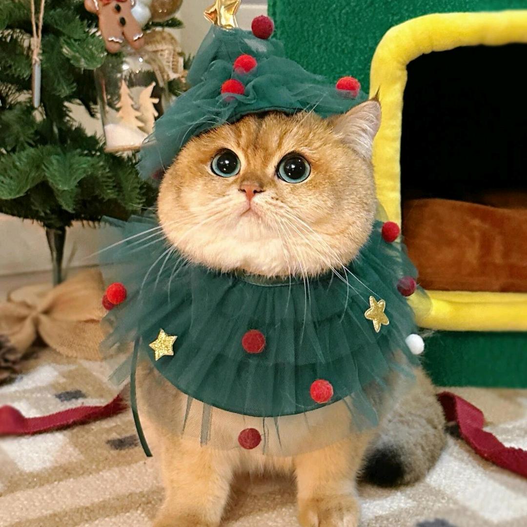 金子和她的猫