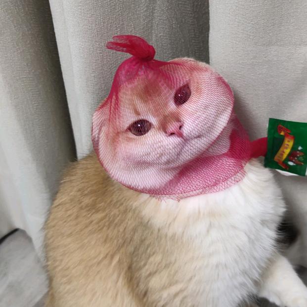 猫的狗