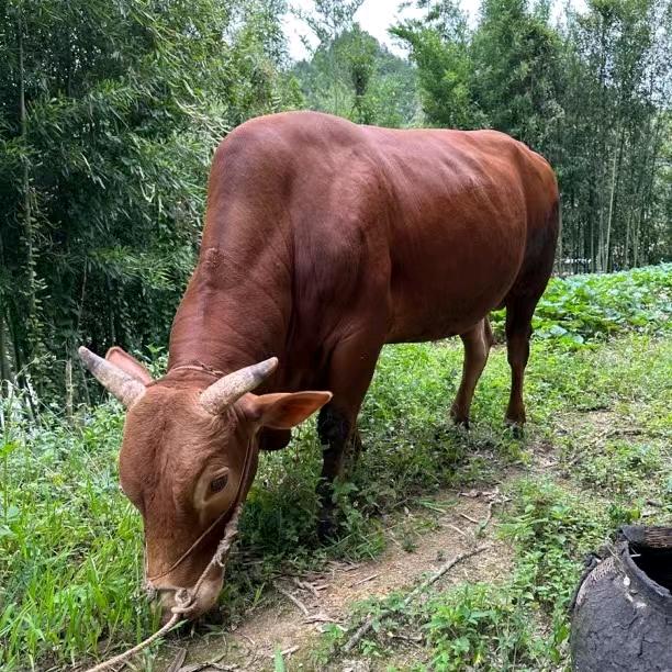 牛司令贵州小黄牛肉店
