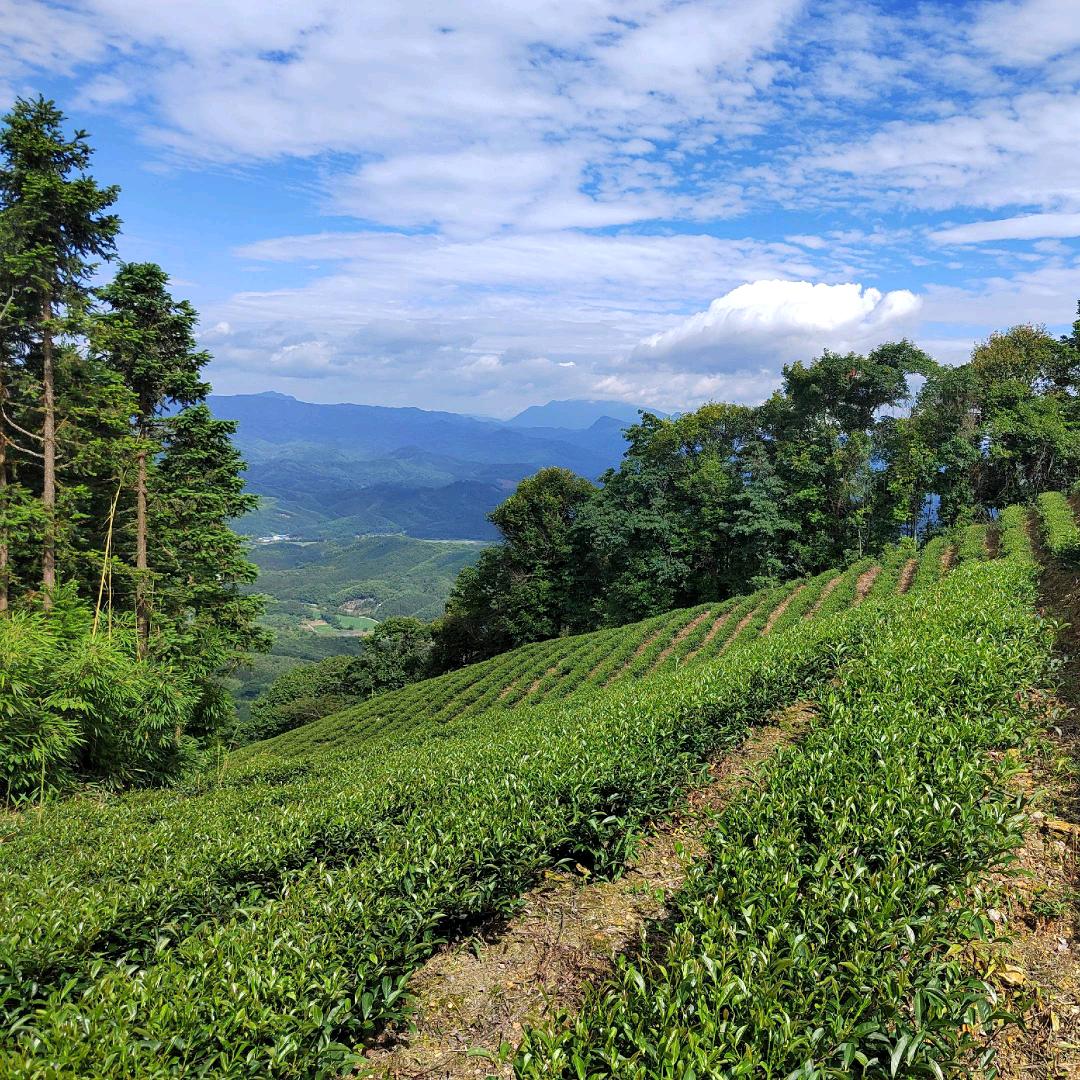 🌈古道茶人🍃---山场主