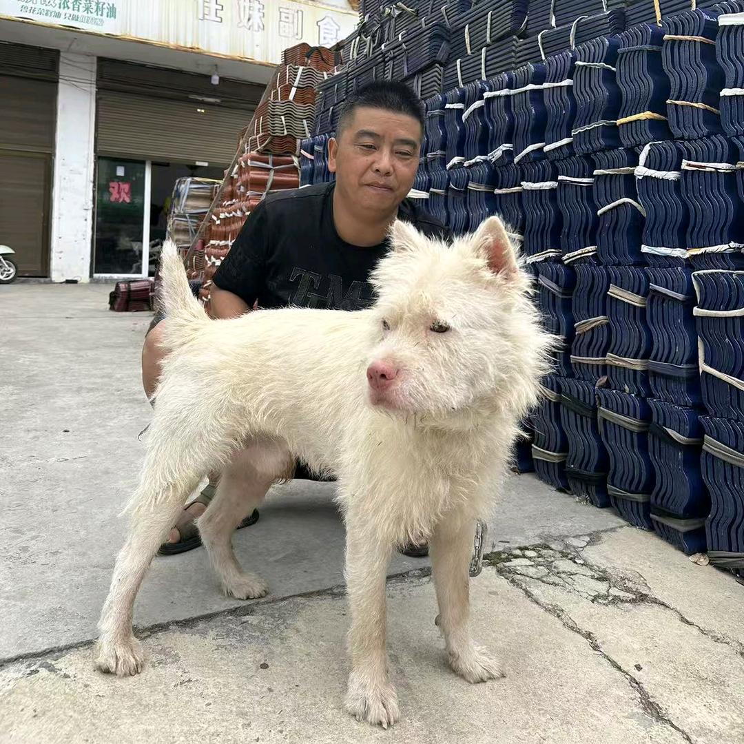 专业盖瓦