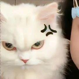此人绝非扇贝