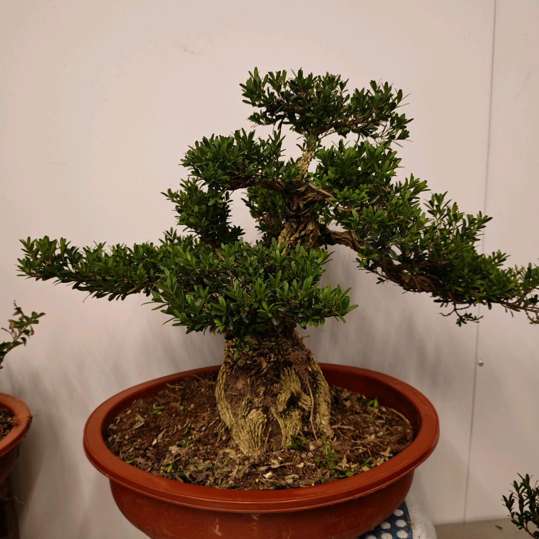 小向盆景种植园