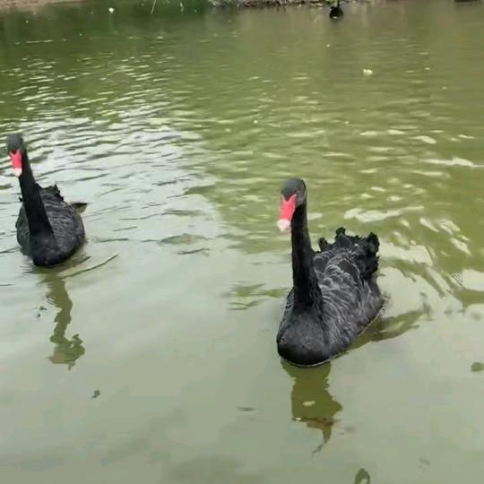 看看热闹