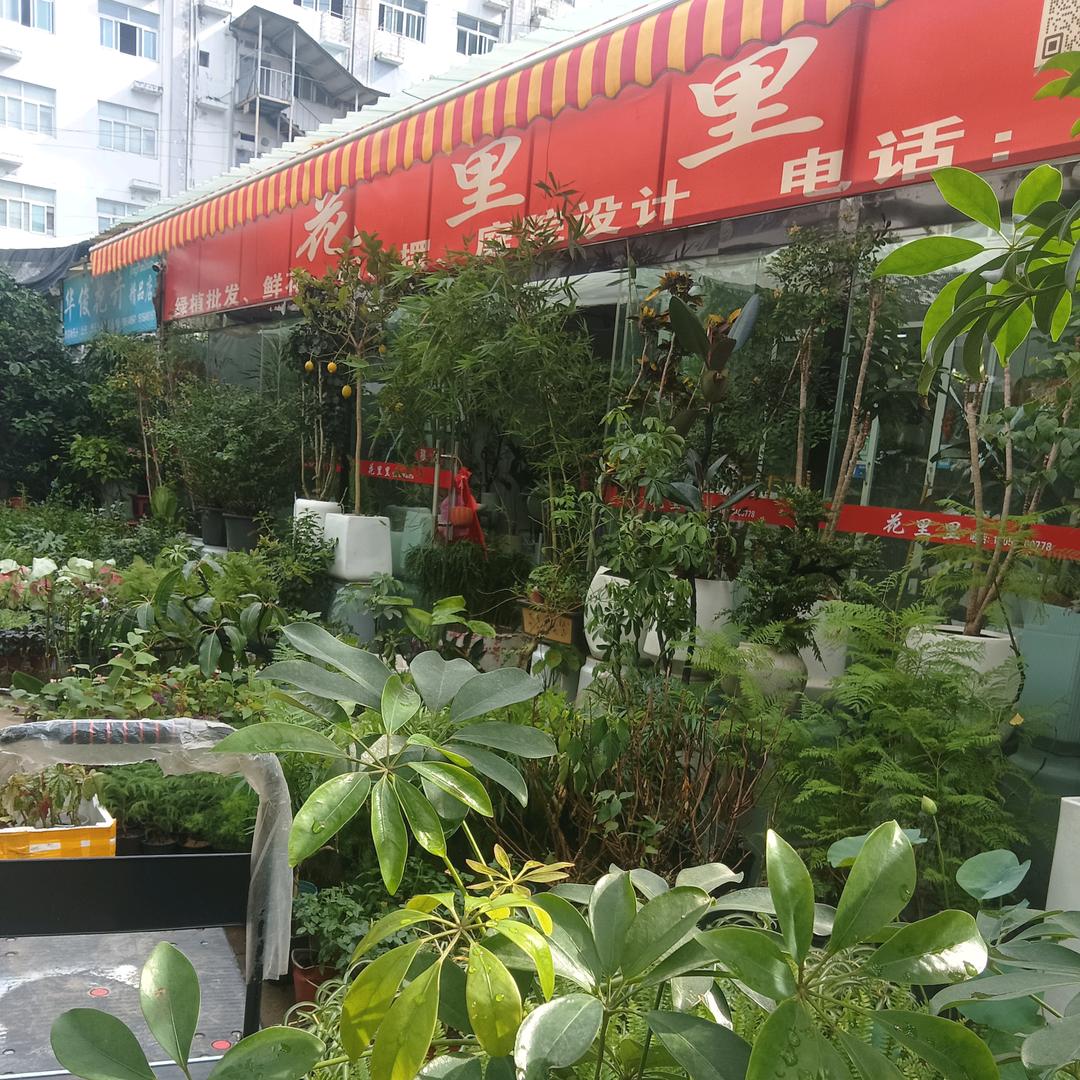 花里里花卉批发零售（六安龙河路花鸟市场）