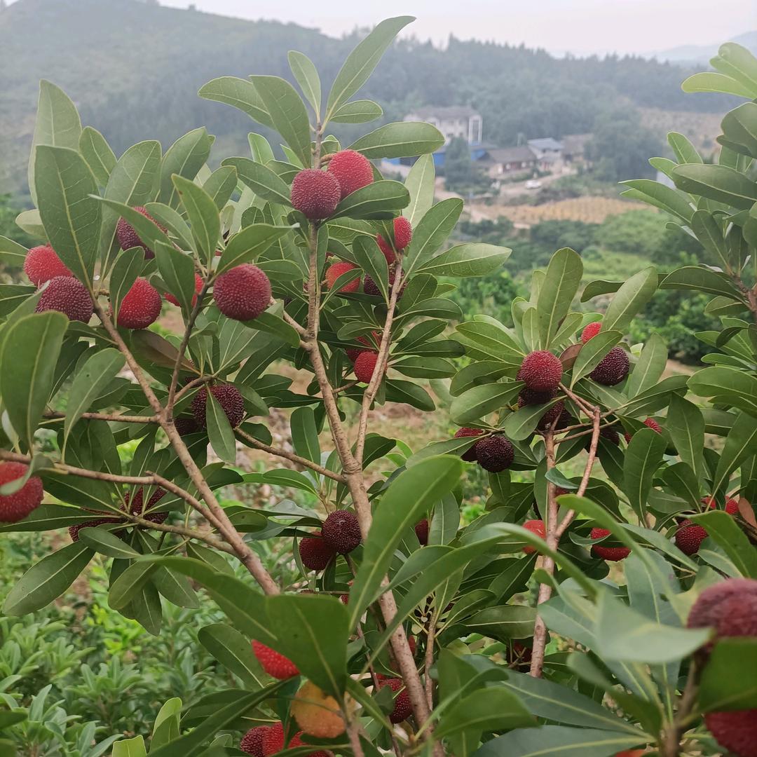 李氏杨梅自摘园