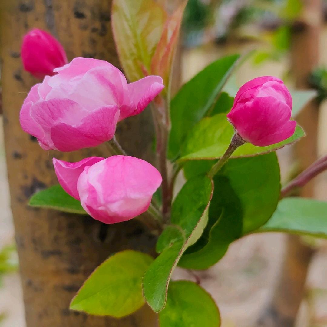 虎妞💐💐【生活号】