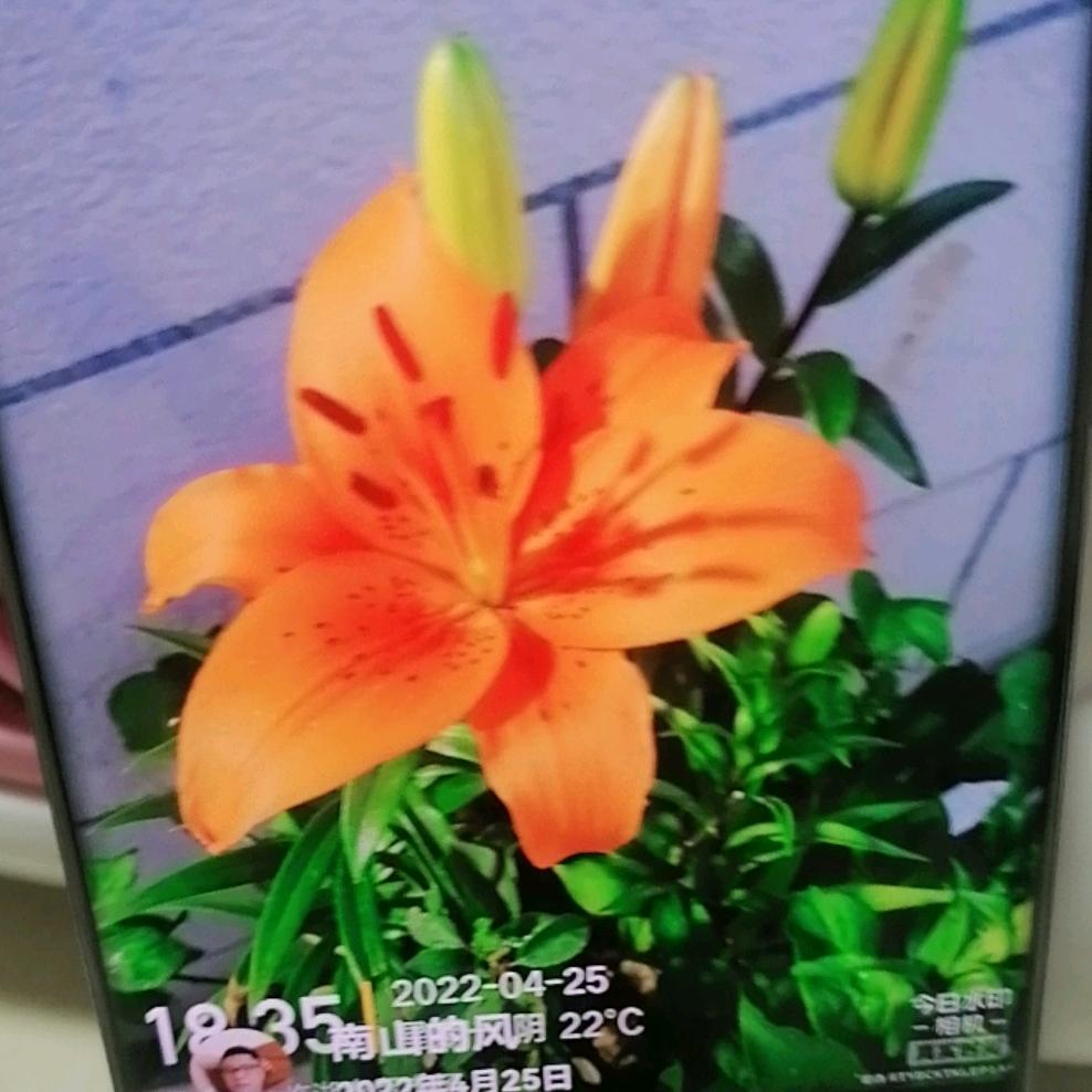 陈妈