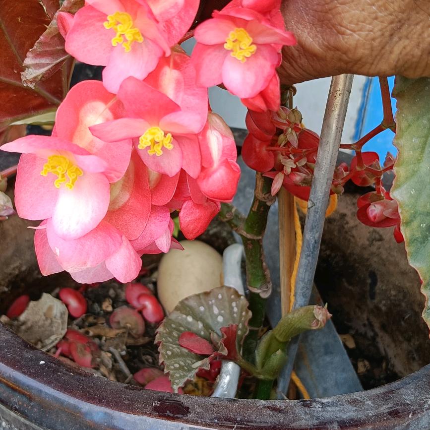 茉莉花