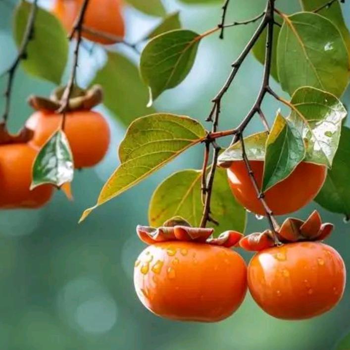 我是可爱的彤宝宝😊(*˘︶˘*).｡.