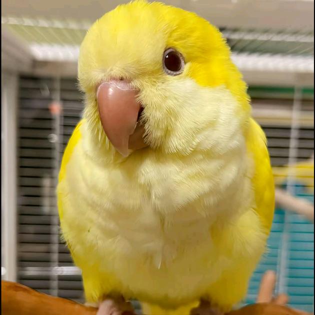 回收鹦鹉🦜