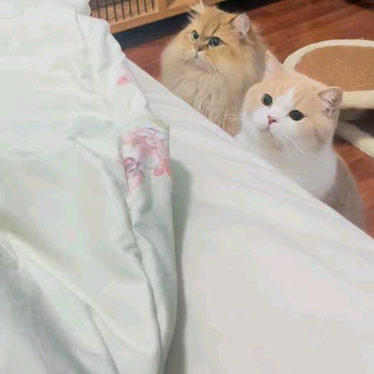 招财猫严选