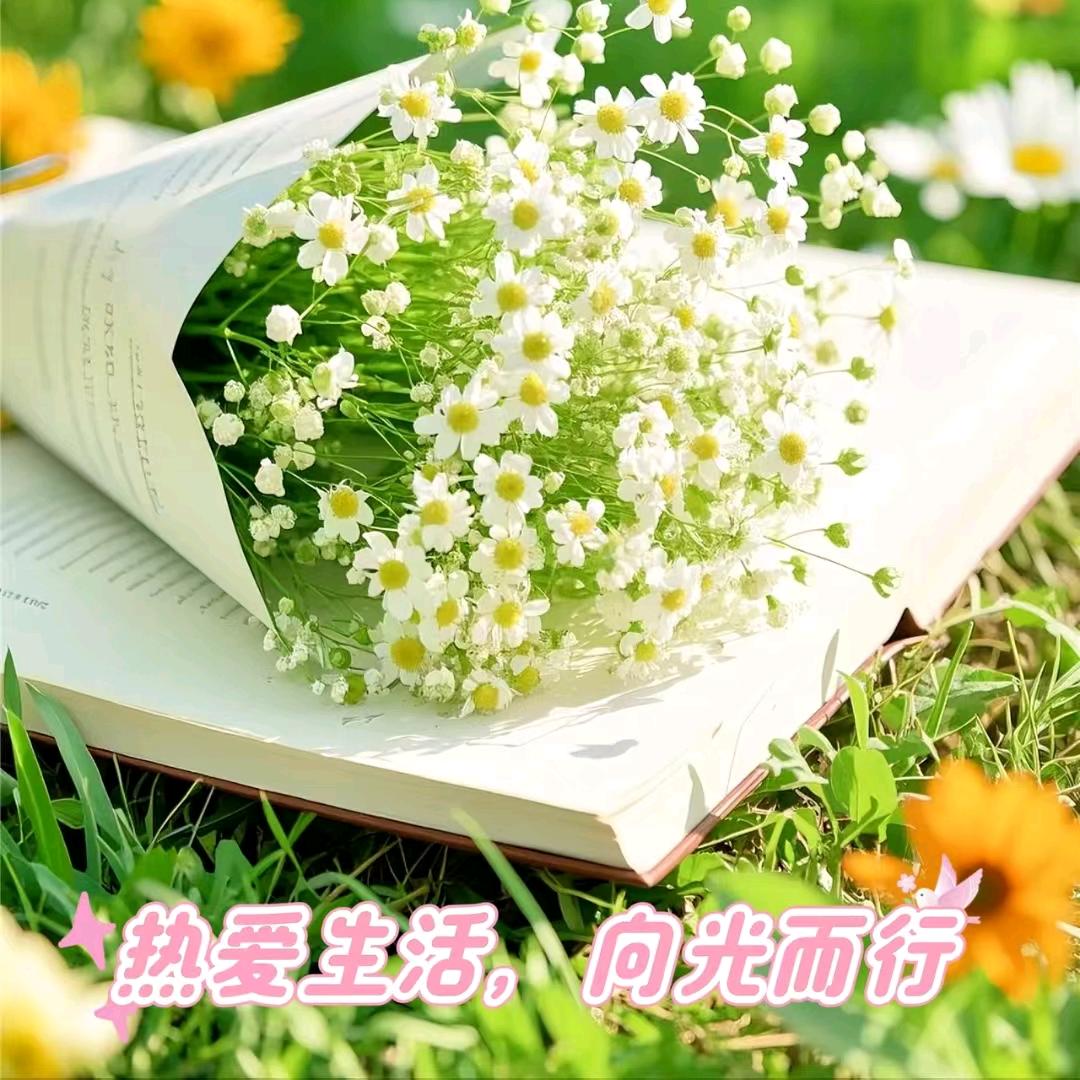 ༺风的影子༻