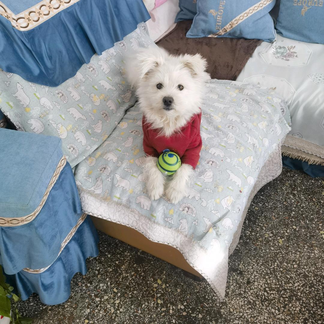 一颗平常心❤️