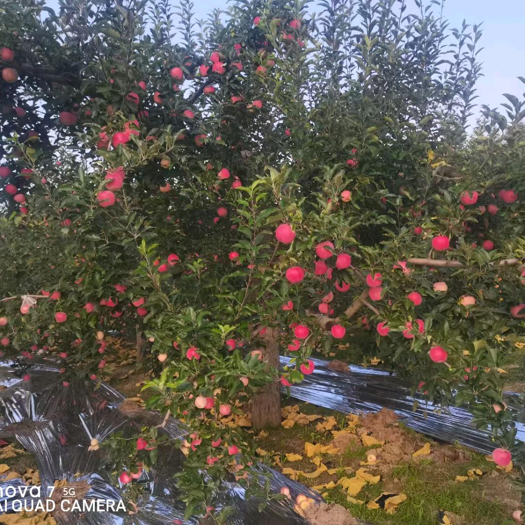 晴空万《李》