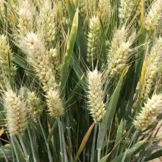 百农高产小麦307