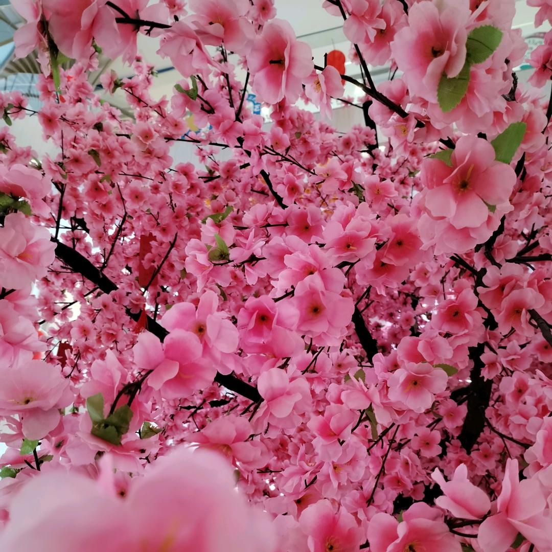 荳♬ 芽♬ 菜♬