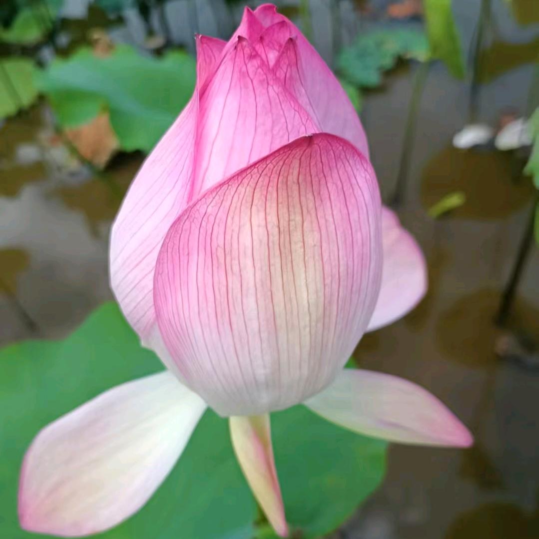 天宝