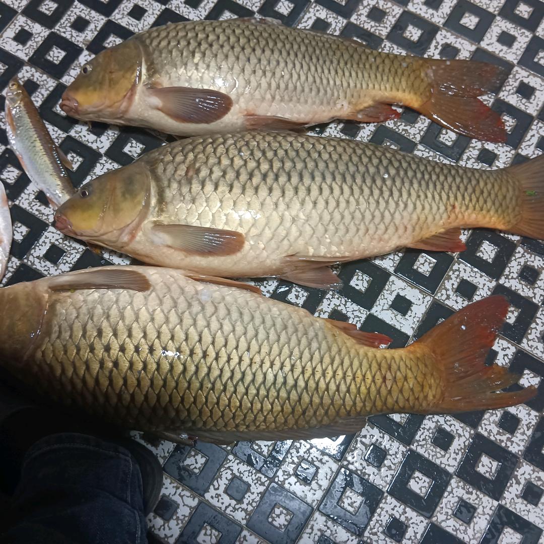 周刘福