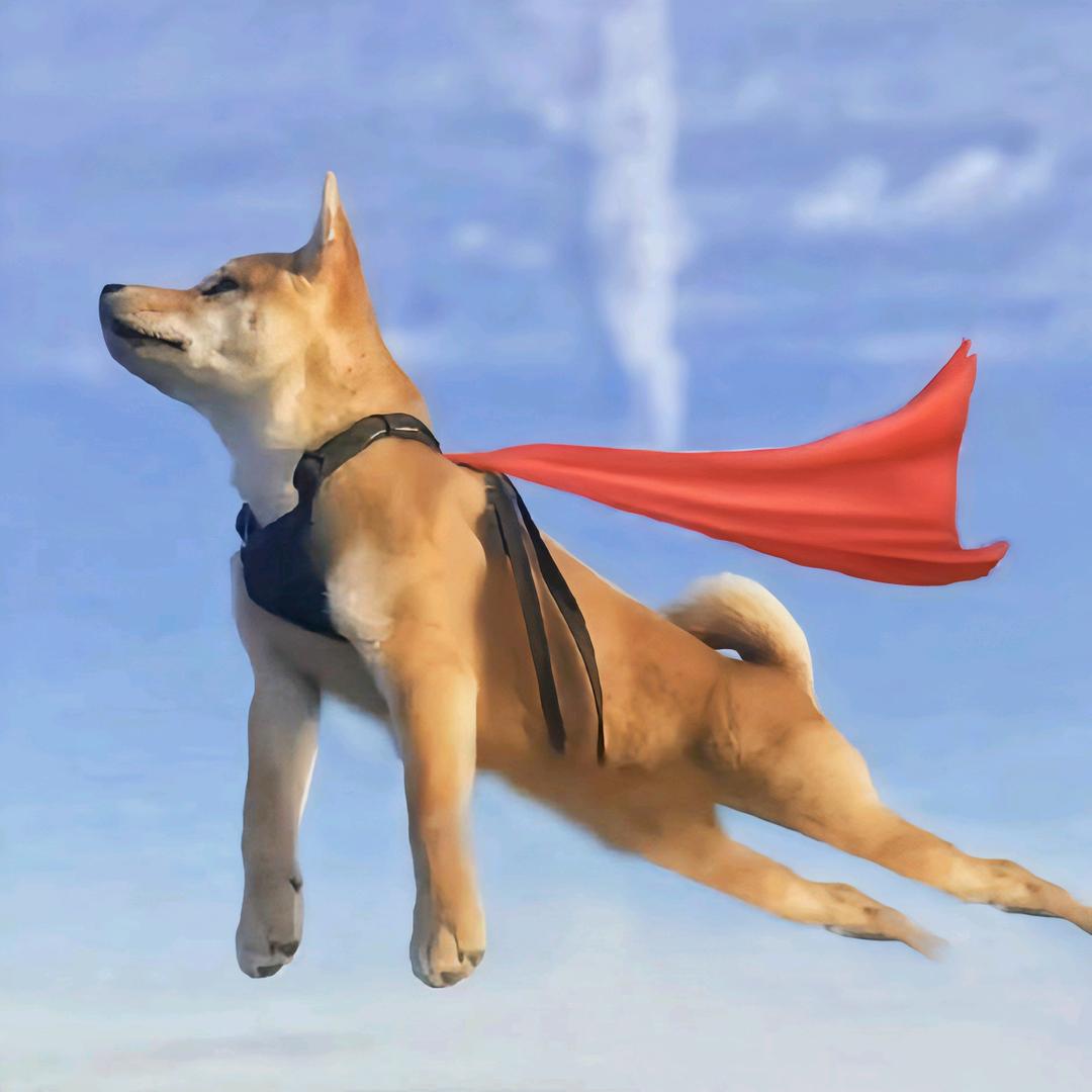 悉尘独宠嗒傻🌱