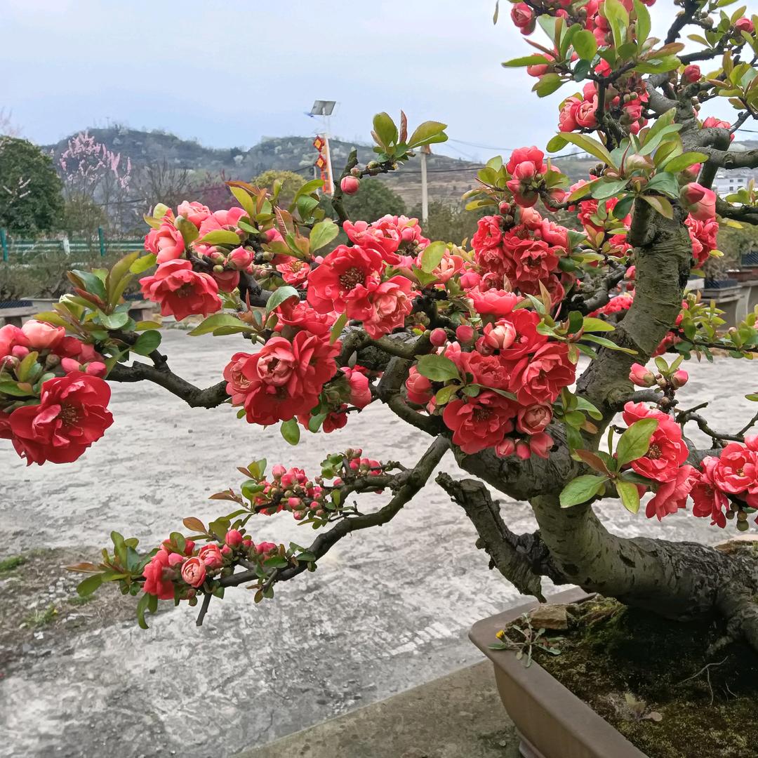 我是小绵羊