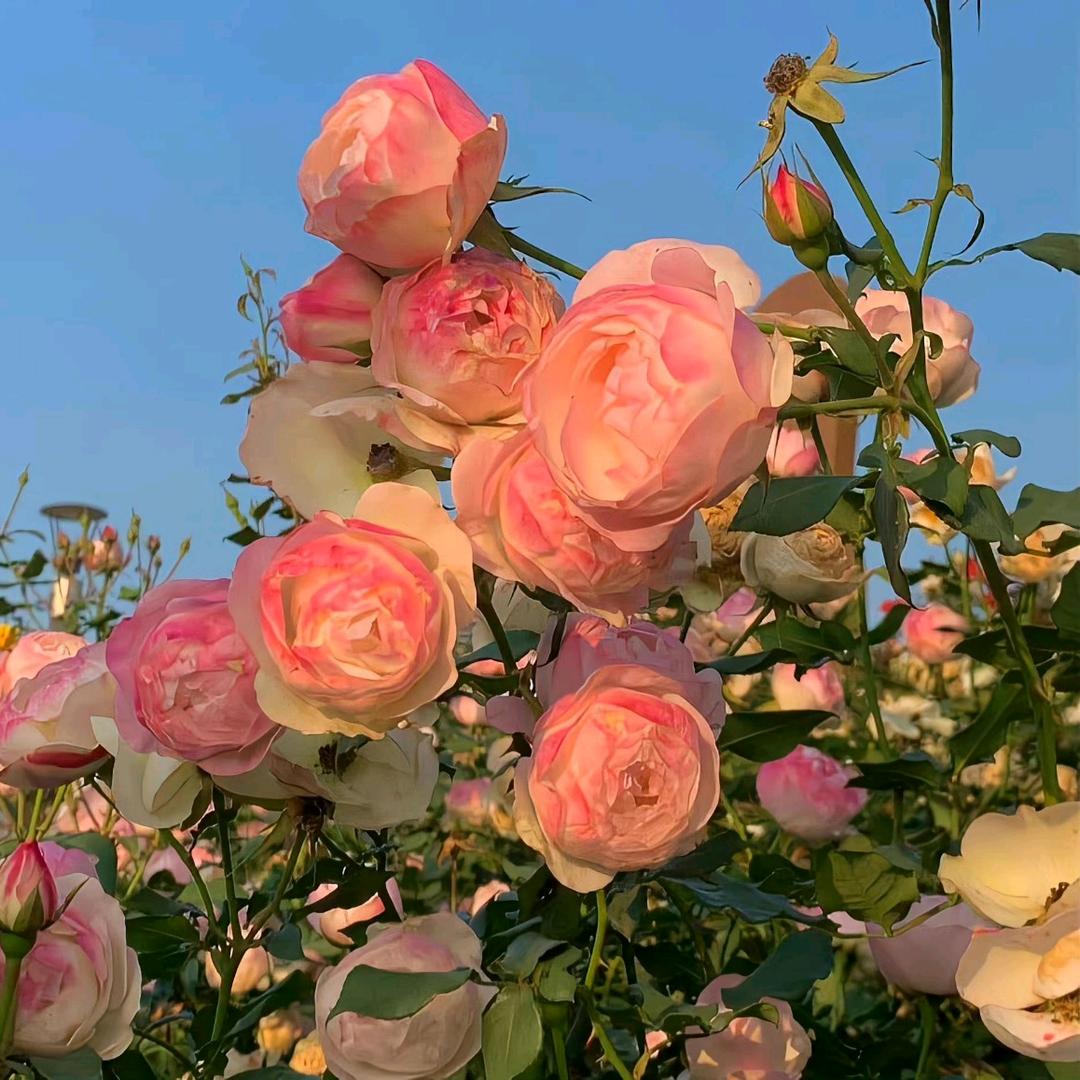 落花至       🍂